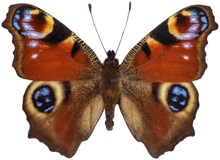 a close up of a butterfly with blue and orange markings on it's wings