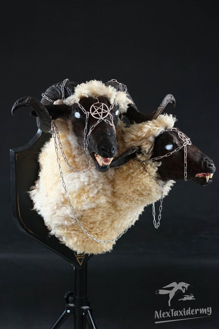 two fake sheep with chains on their heads are posed in front of a black background