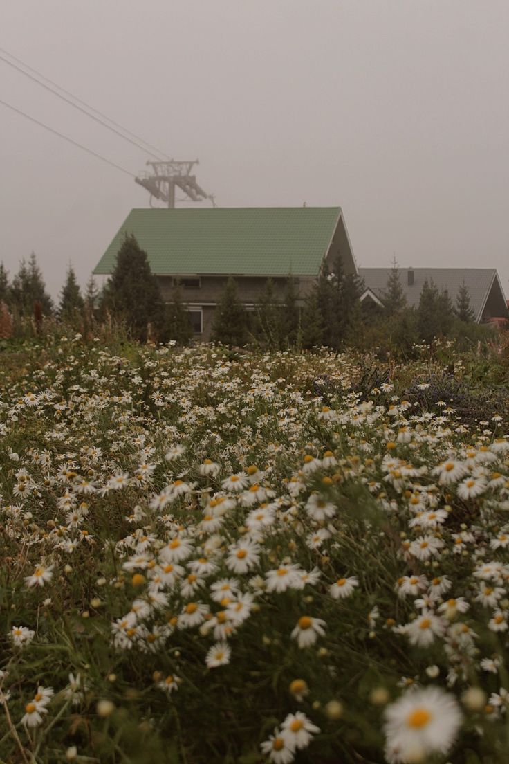 a field full of white daisies next to a green roofed house on a foggy day