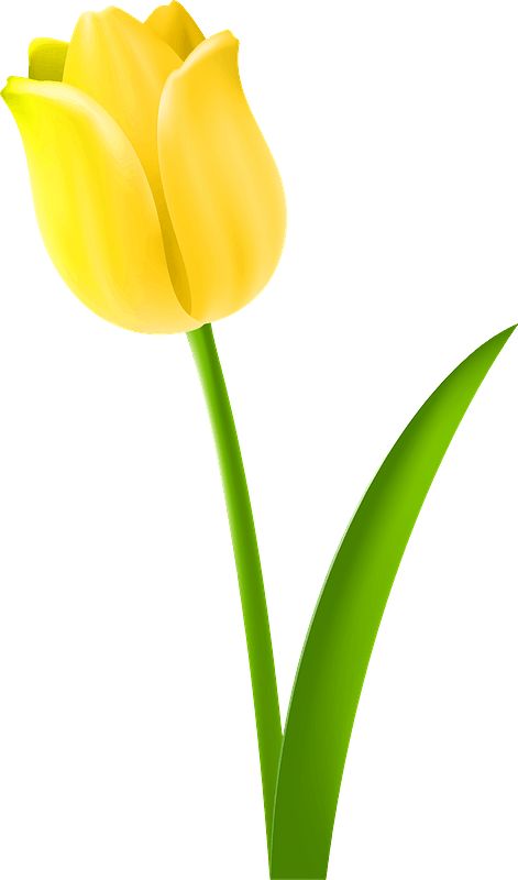 a single yellow tulip with green stems on a white background