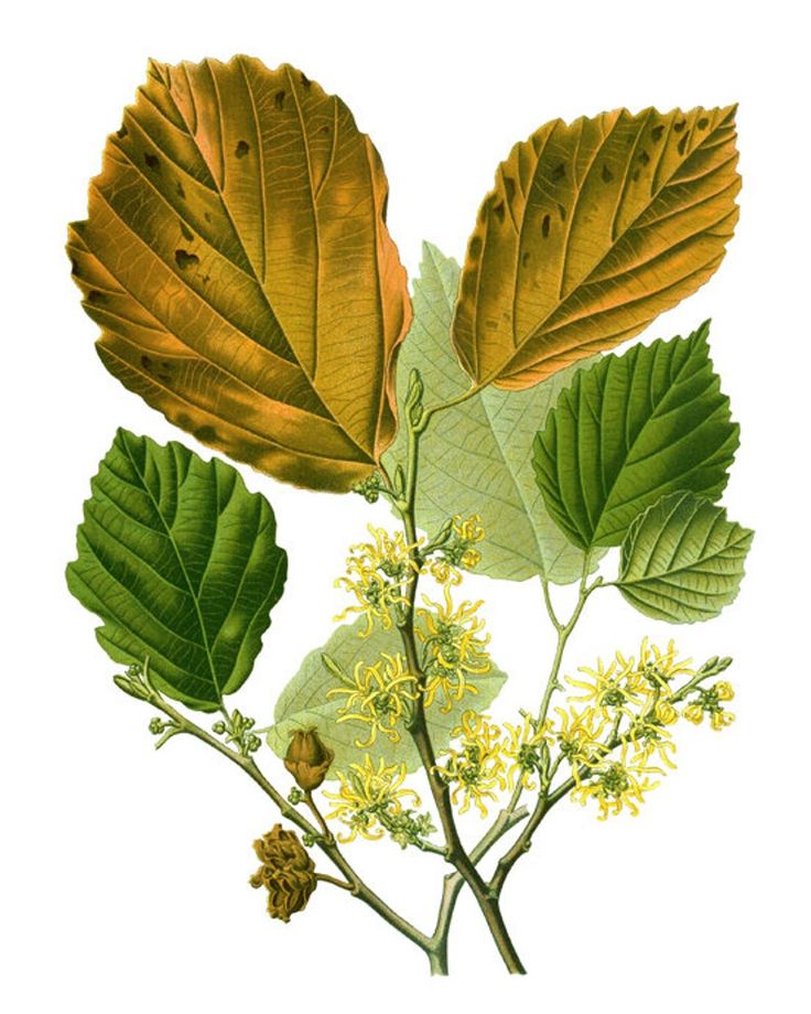 an image of leaves and flowers on a white background