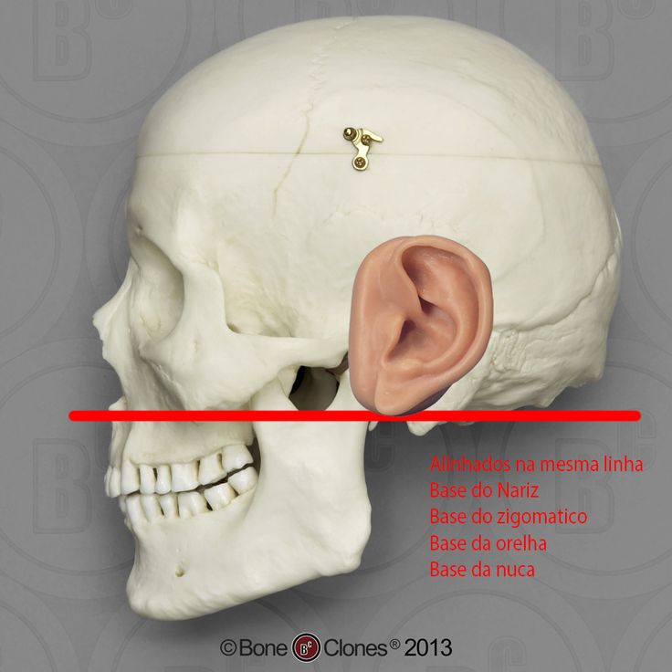 an ear is attached to the side of a human skull