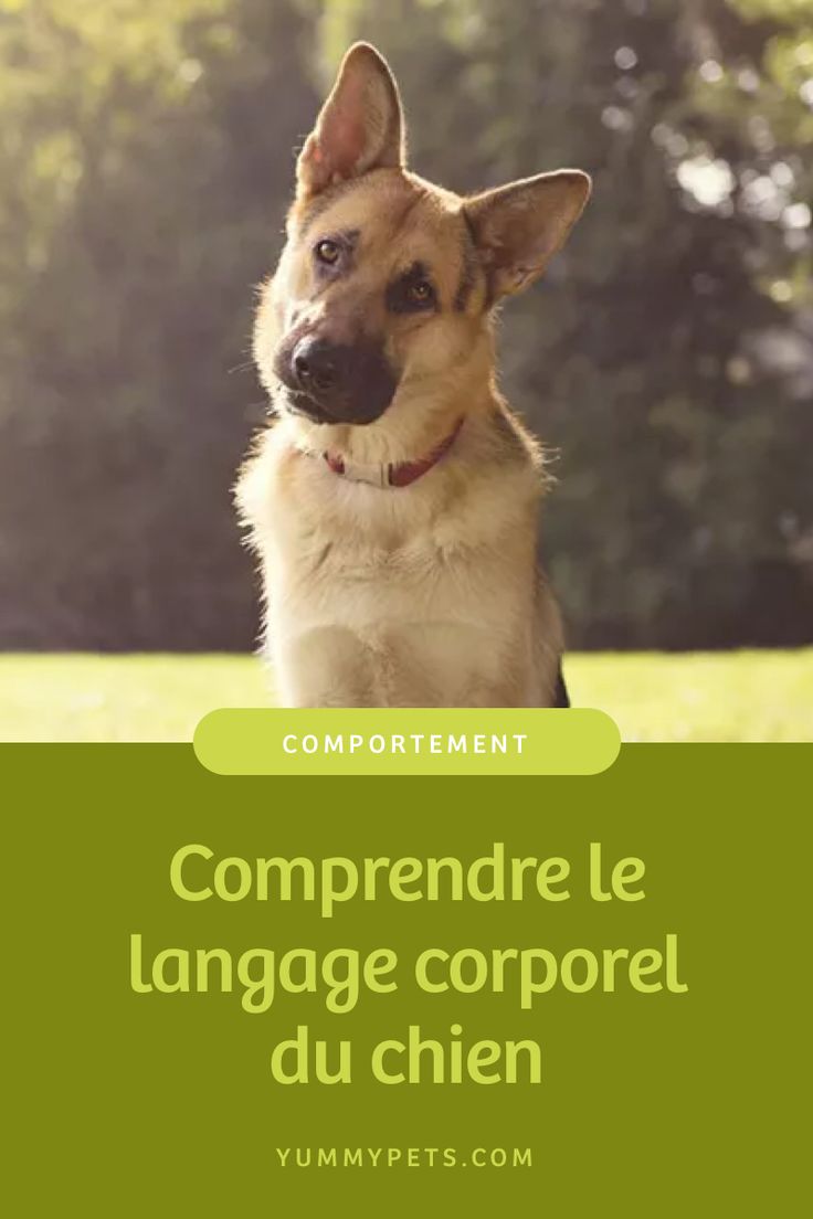 a german shepherd dog sitting in the grass