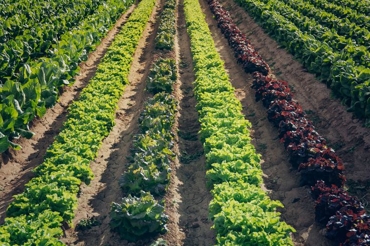 rows of lettuce growing in an open field