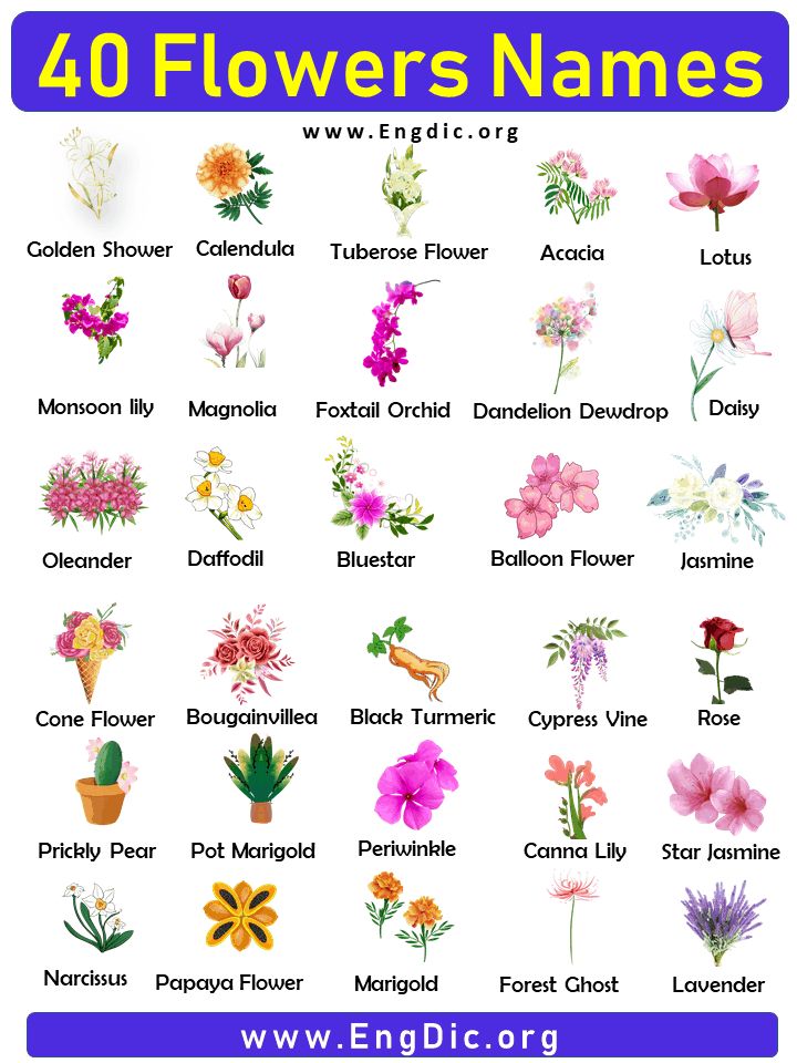 the 25 flowers names for each flower