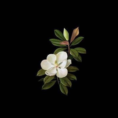 two white flowers with green leaves on a black background