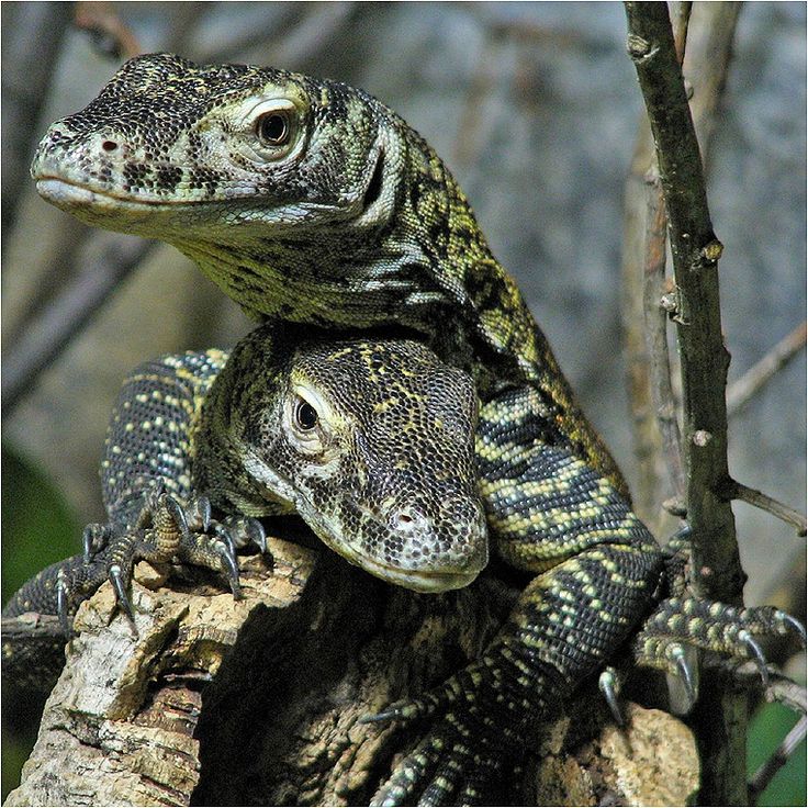 two lizards are sitting on top of each other in a tree trunk, one is green and the other is yellow