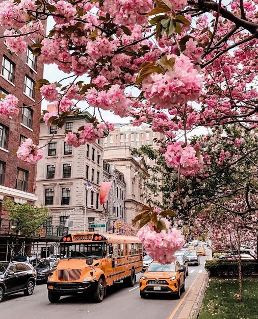 a school bus driving down the street with pink flowers on it's tree branches