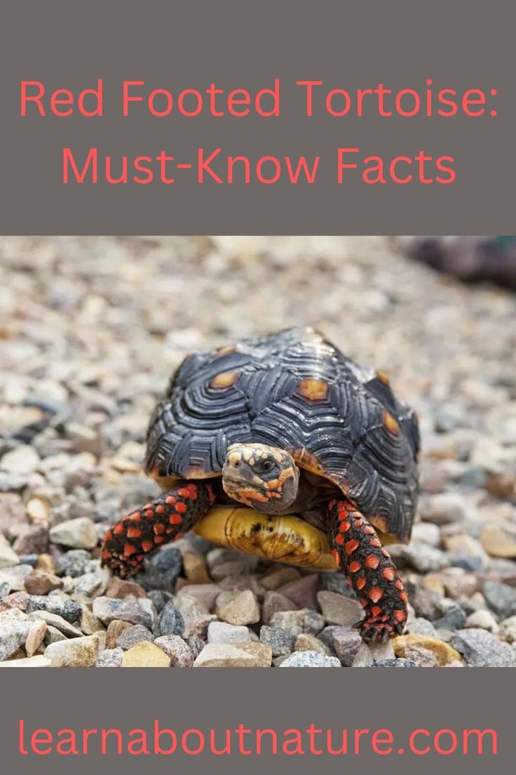 a red footed tortoise sitting on top of rocks with text overlay that reads, how to get rid of red footed tortoises? must - know fact