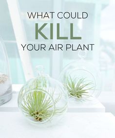 two air plants in glass vases with the words what could kill your air plant?