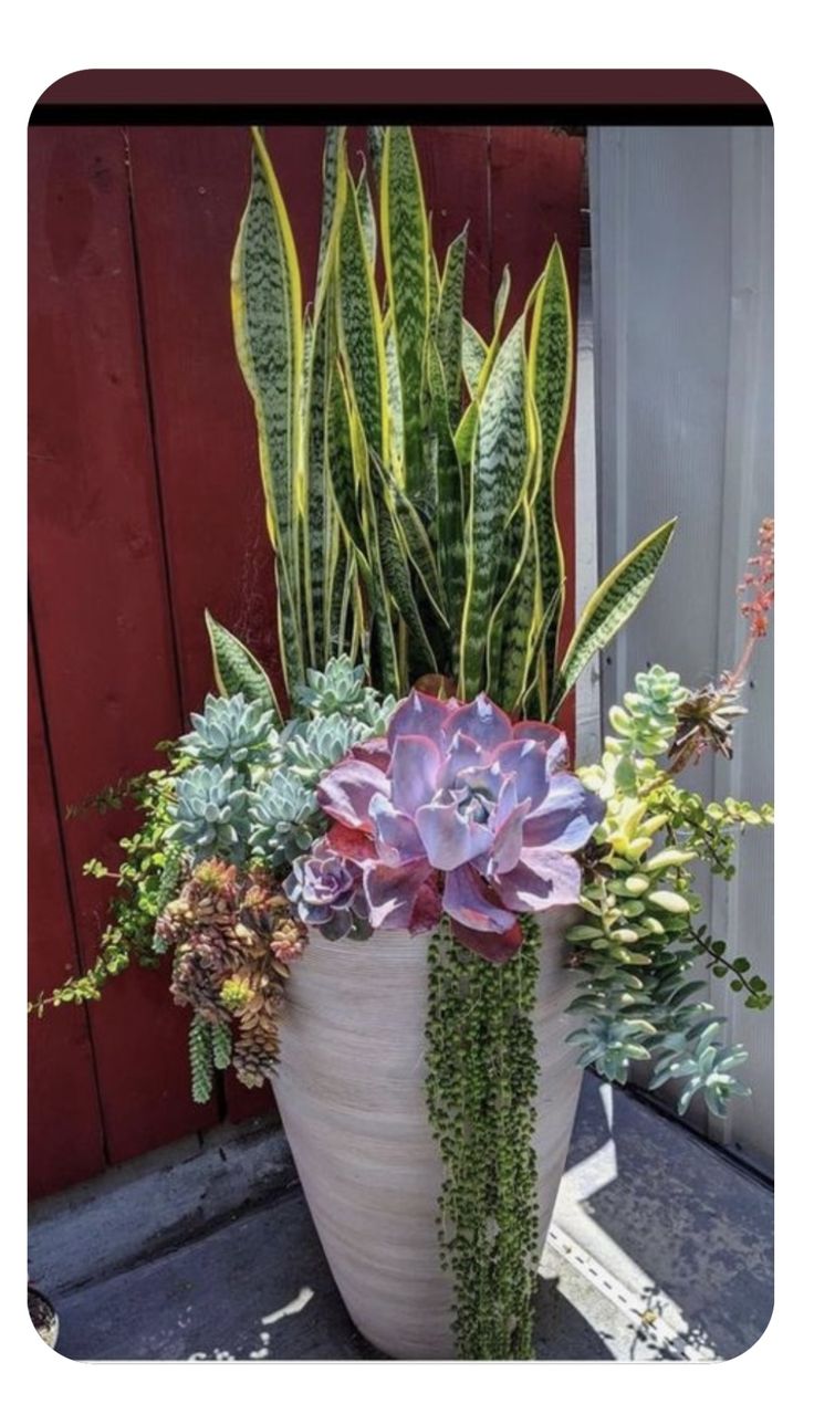 a large potted plant sitting on top of a table