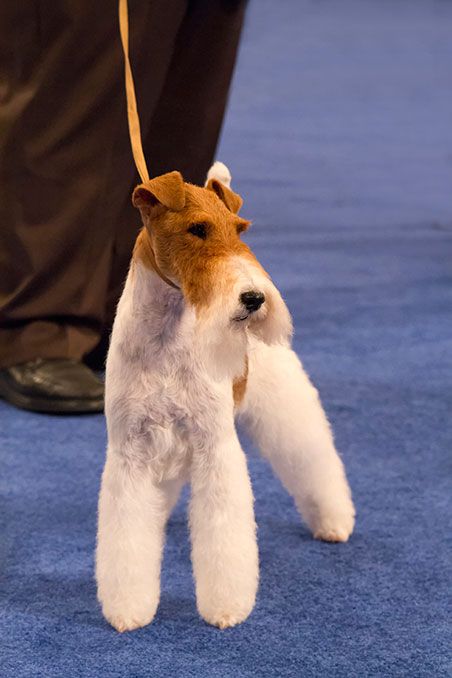 a small white and brown dog standing on top of a blue carpet