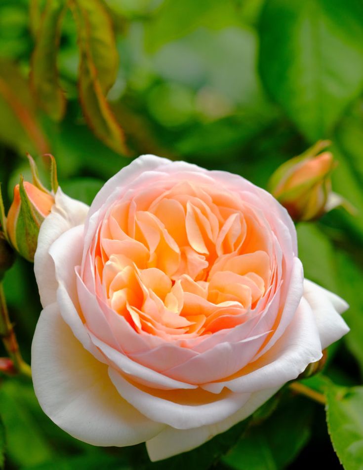 an orange and white flower with green leaves