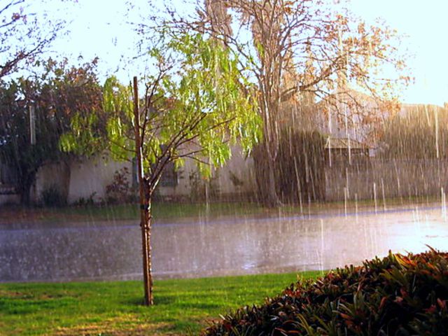 a tree that is sitting in the grass under a rain shower on a sunny day