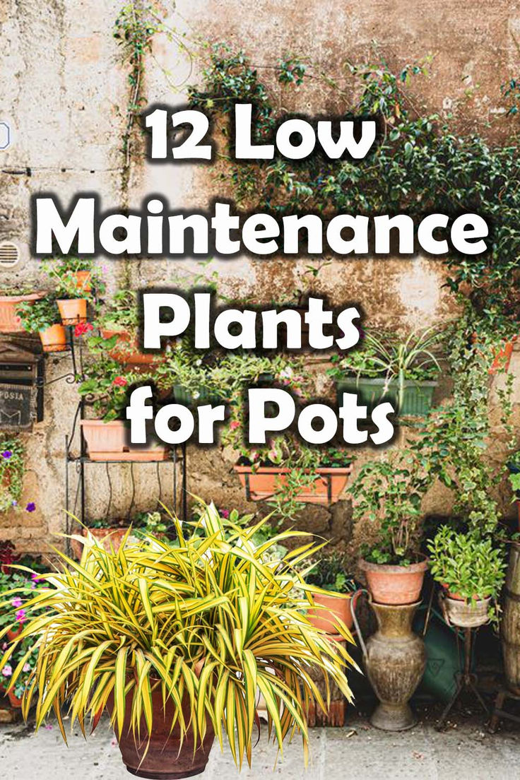 several potted plants with the words 12 low maintenance plants for pots