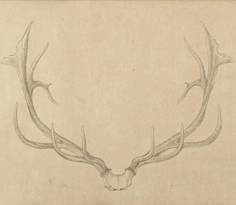 a drawing of a deer's head with antlers on it