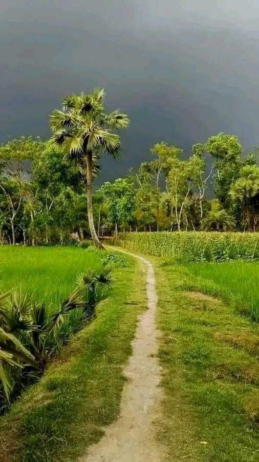 a dirt road in the middle of a lush green field with palm trees on both sides