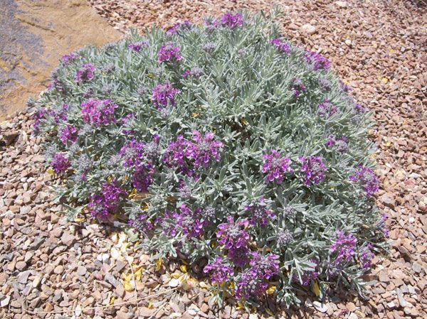 small purple flowers growing out of the ground