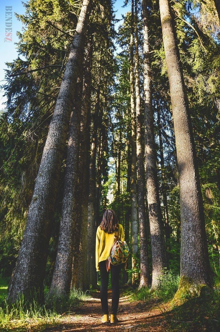 a woman walking down a path between tall trees