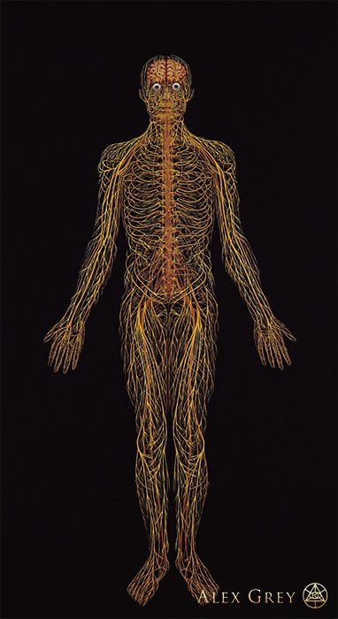 an image of the human body with all its major nervous systems highlighted in yellow and red