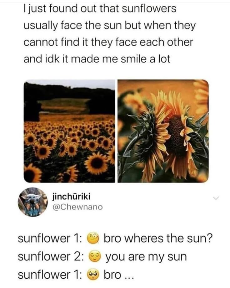 sunflowers and other flowers are featured in this tweet