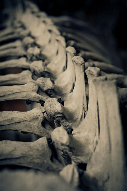 an image of a skeleton that is in black and white