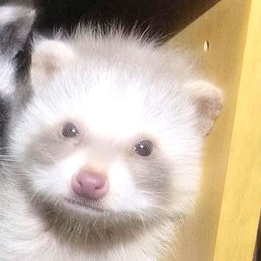 two small white and black ferrets sitting next to each other