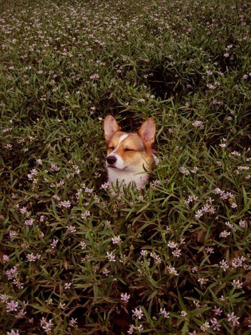 a small dog laying in the middle of some flowers