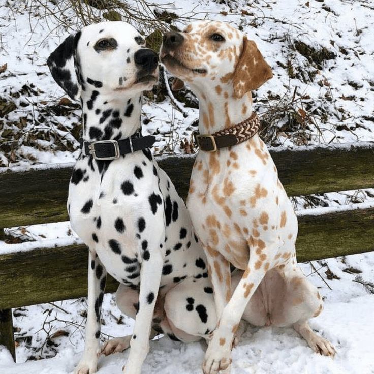 two dalmatian dogs sitting next to each other in the snow on a bench