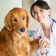 a woman in white lab coat standing next to a golden retriever holding a bone