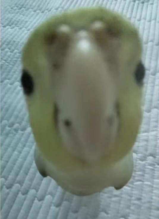 a close up view of a small animal's face on a white sheeted surface