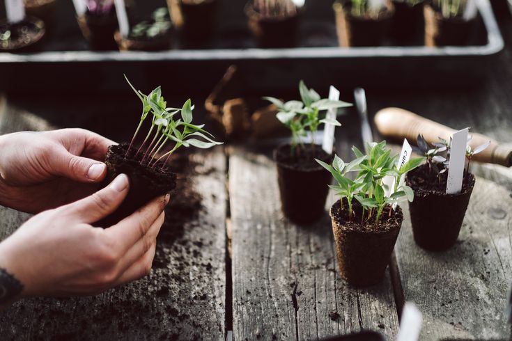 two hands are holding plants in small pots on a wooden table with gardening tools nearby