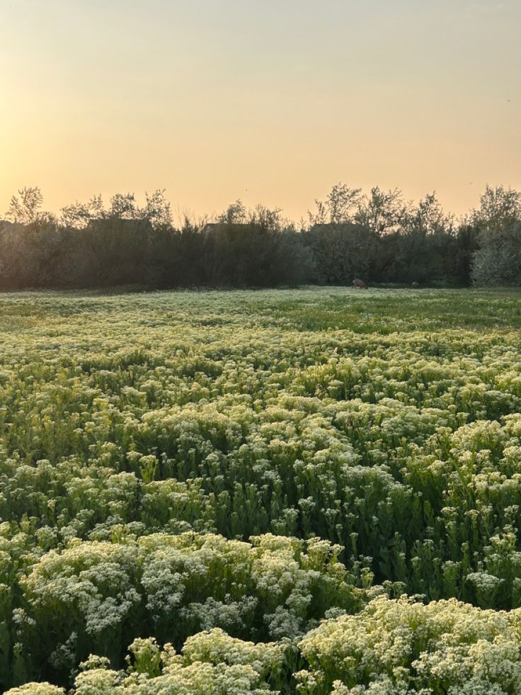 a large field full of green plants with trees in the backgrounnd and sky