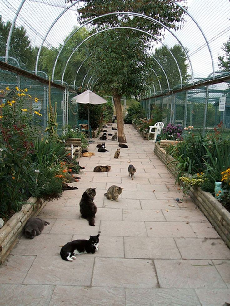 several cats sitting on the ground in a garden