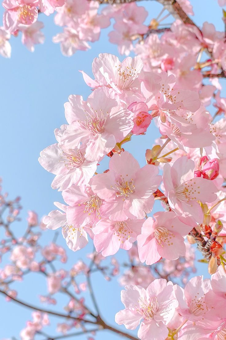 pink flowers are blooming on the branches of a tree in front of a blue sky