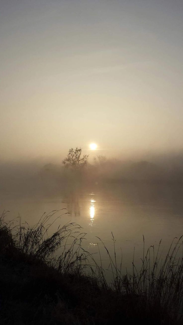 the sun is setting over a body of water with tall grass in front of it