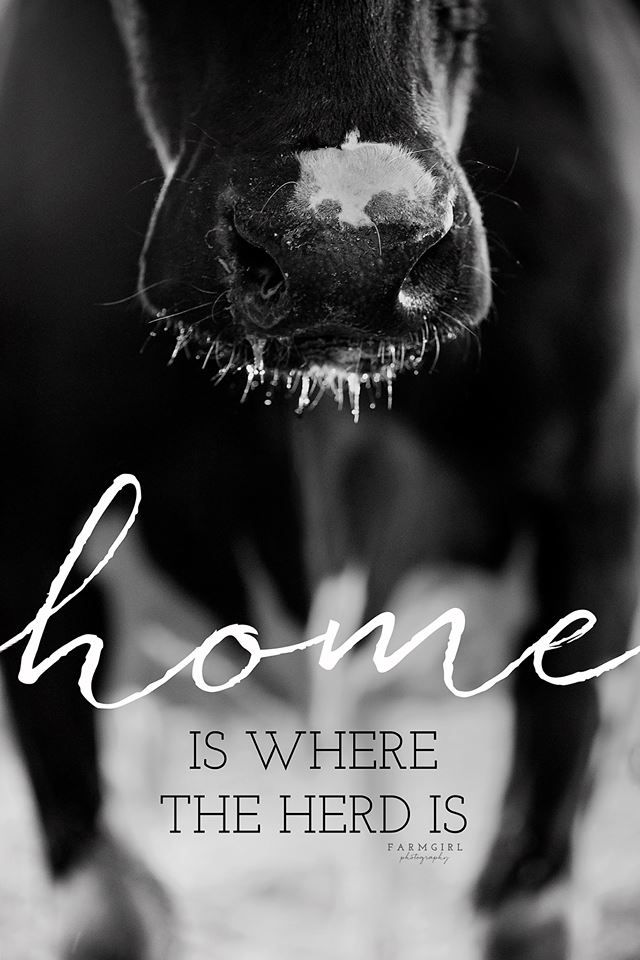 a black and white photo of a cow with the words home is where the herd is