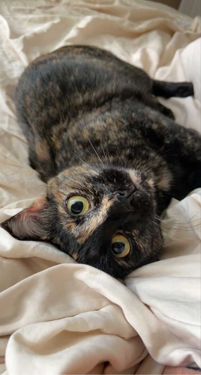 a cat laying on top of a bed covered in white sheets with eyes wide open