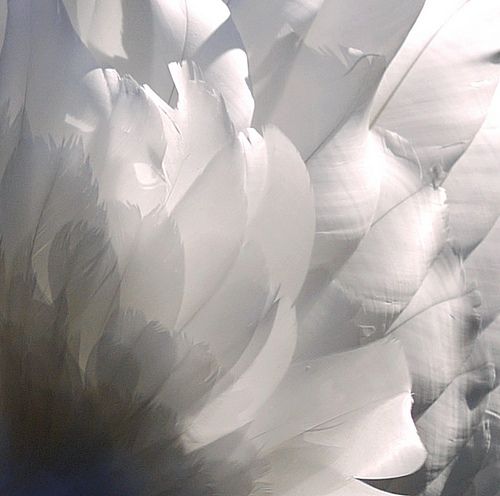 an abstract photograph of white feathers in black and white