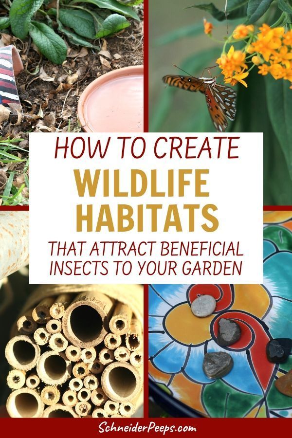 how to create wildlife habitats that attract beneficial insects in your garden with text overlay