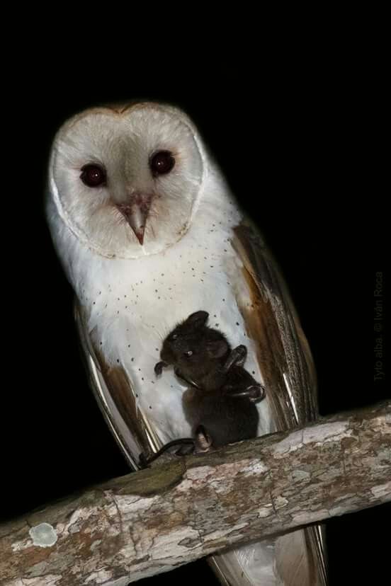 an owl is sitting on a branch with a mouse