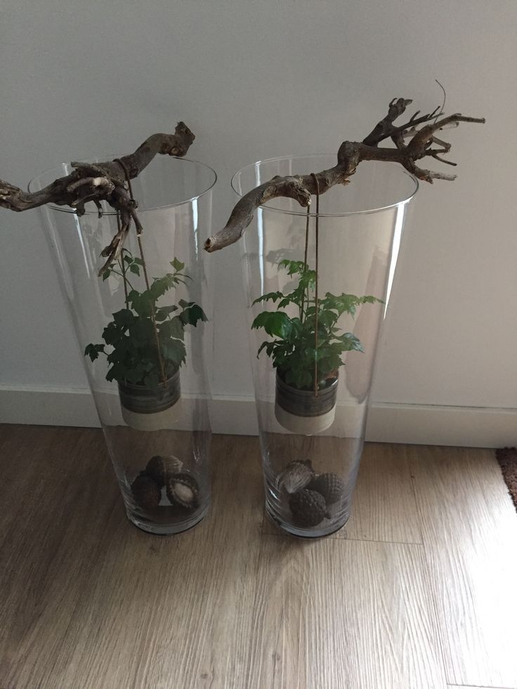 two clear vases with plants in them on the floor