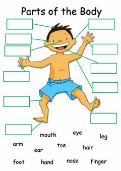 parts of the body worksheet for kids with pictures and words to help them learn