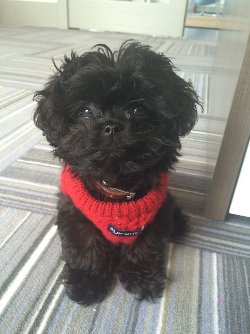 a small black dog wearing a red sweater sitting on top of a carpeted floor