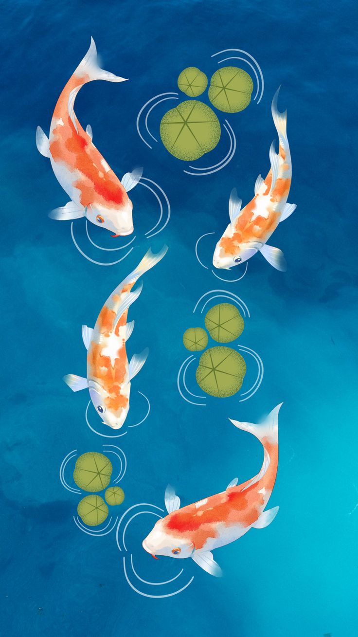 four orange and white koi fish swimming in blue water with lily pads on the bottom