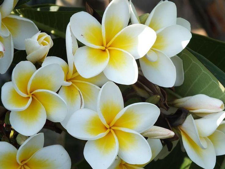 white and yellow flowers with green leaves in the background