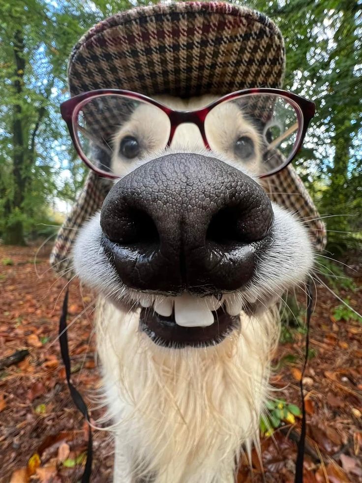 a close up of a dog wearing glasses and a hat