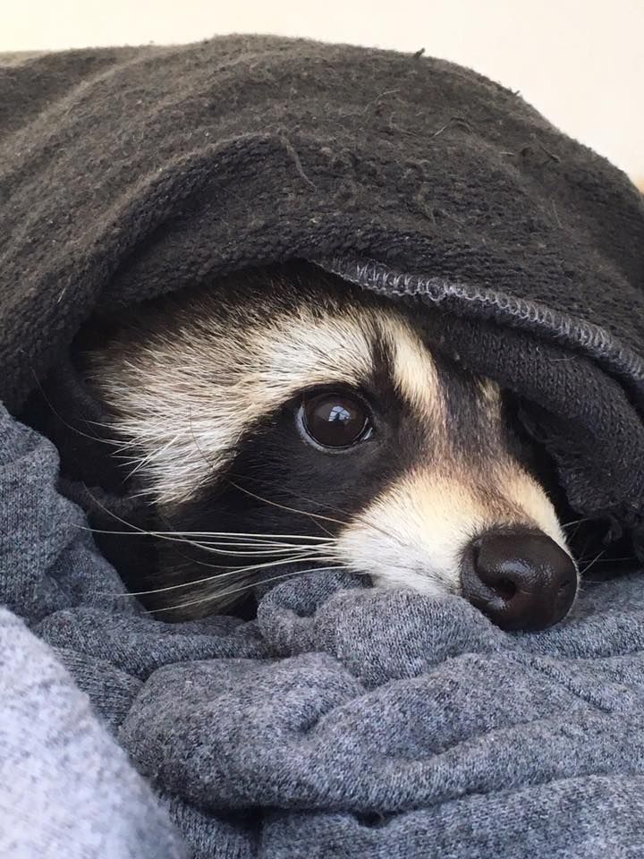 a raccoon is peeking out from under a blanket