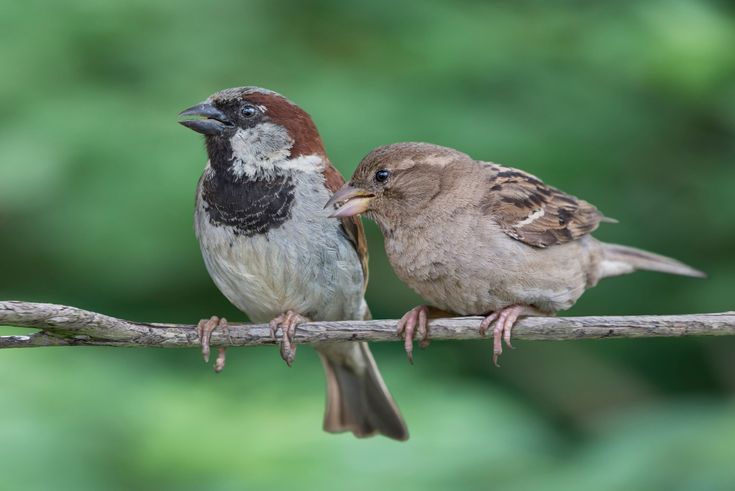 two small birds sitting on top of a branch