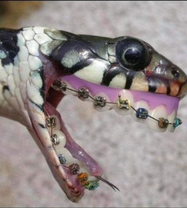 a close up of a snake's mouth with teeth and beads attached to it